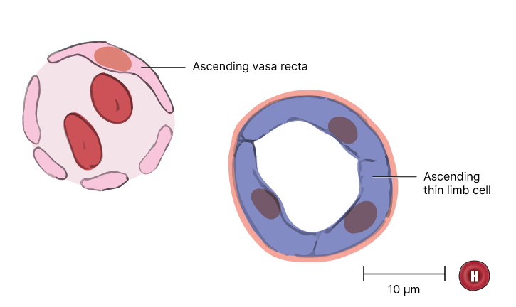 Depiction of kidney loop of Henle thin ascending limb epithelial cell