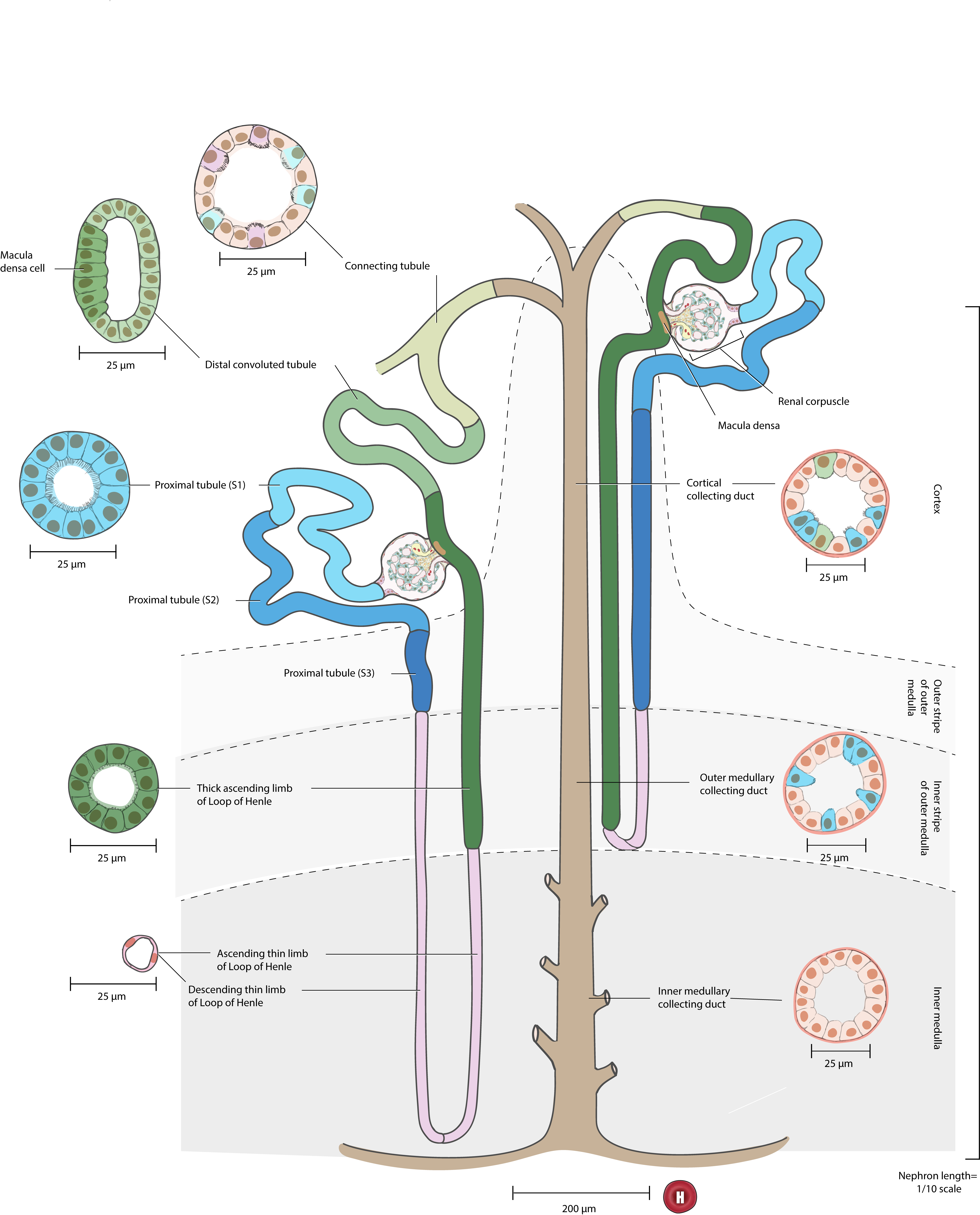 Depiction of kidney loop of Henle thick ascending limb epithelial cell