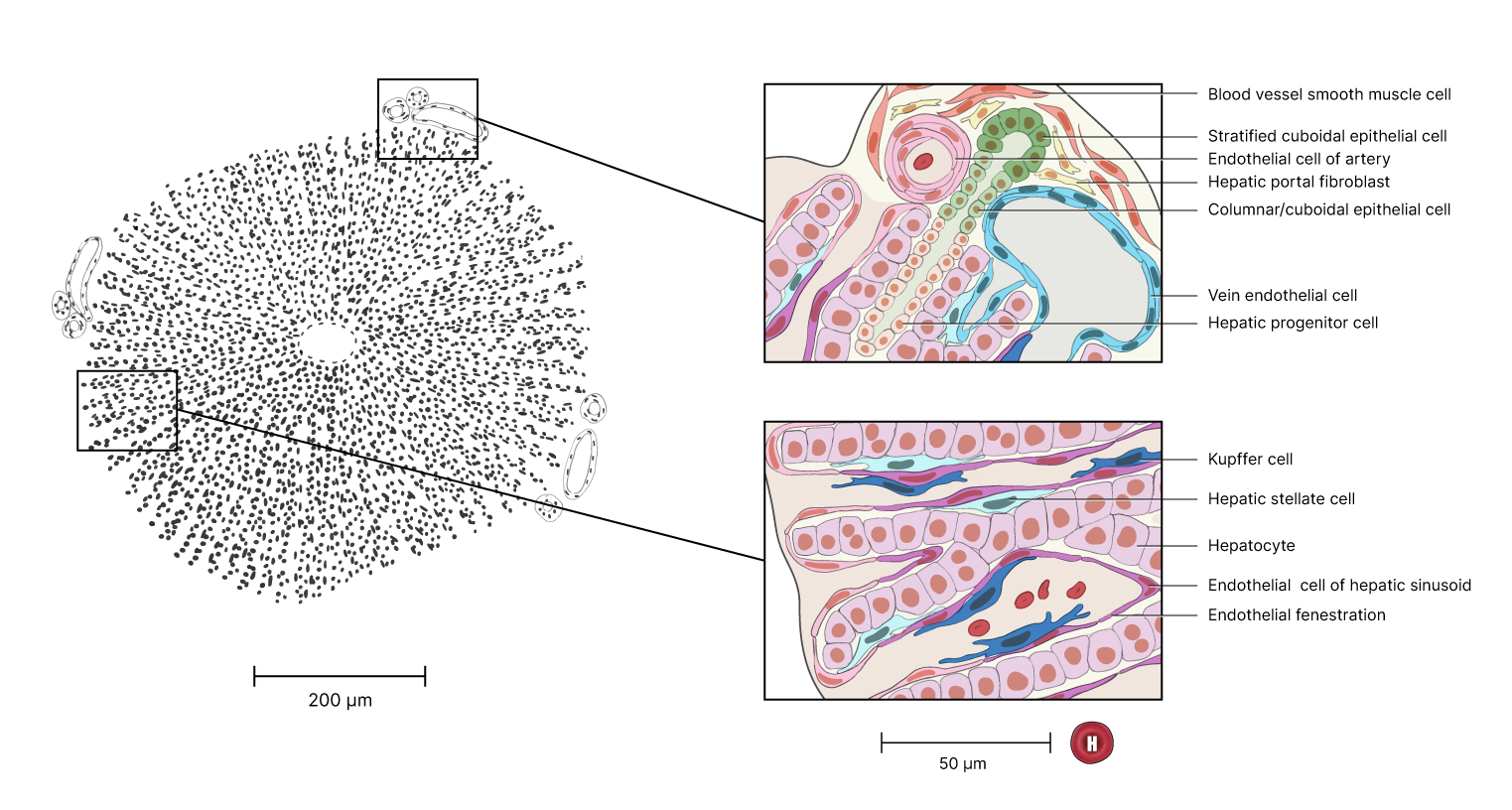 Depiction of hepatic stellate cell