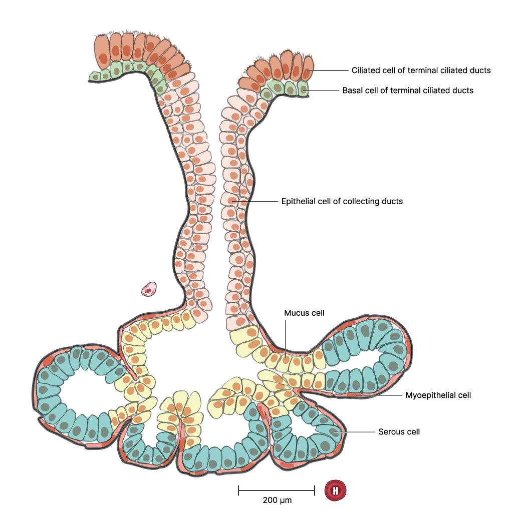 Depiction of serous secreting cell of bronchus submucosal gland