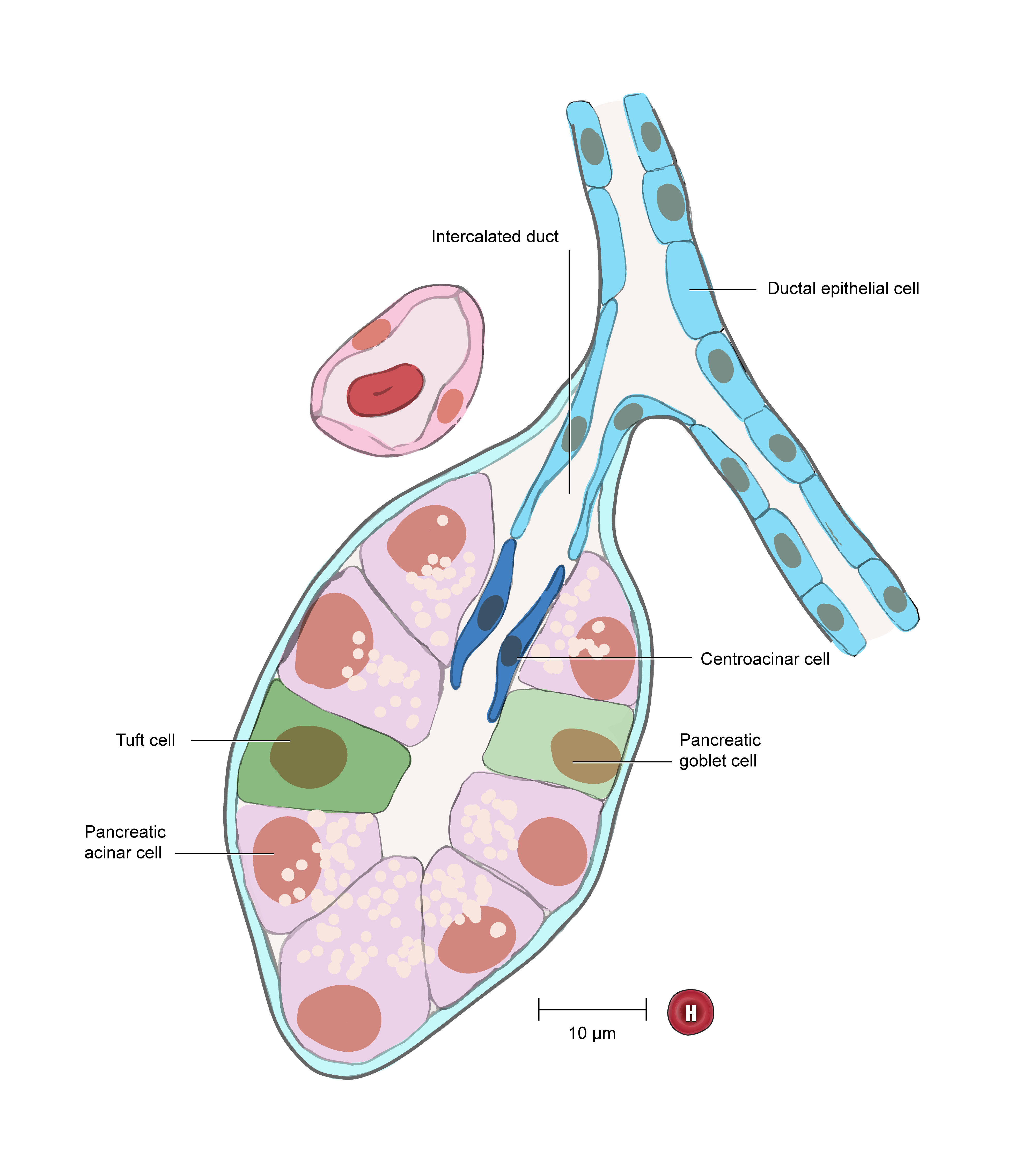 Depiction of pancreatic acinar cell