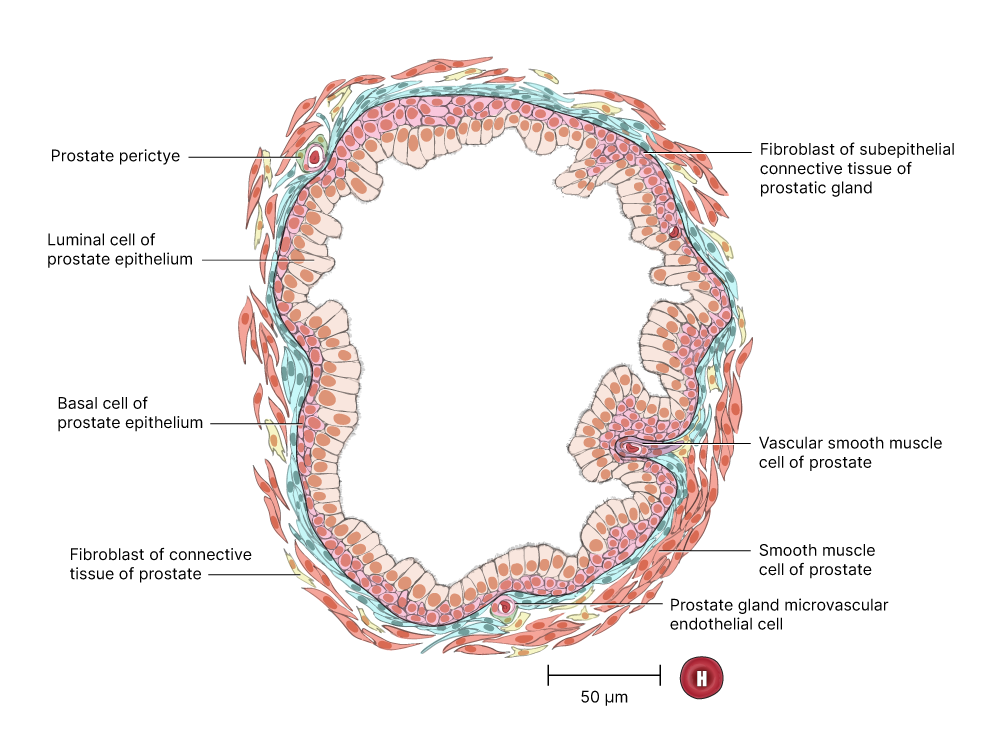 Depiction of luminal cell of prostate epithelium