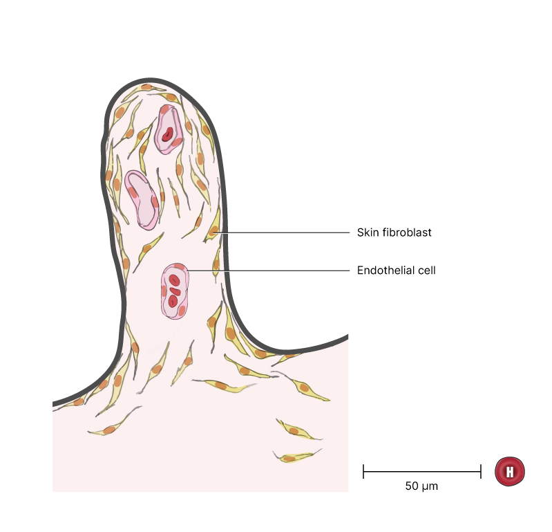 Depiction of skin fibroblast