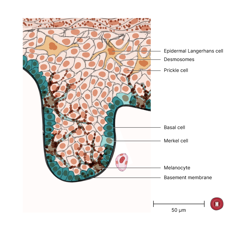 Depiction of melanocyte of skin