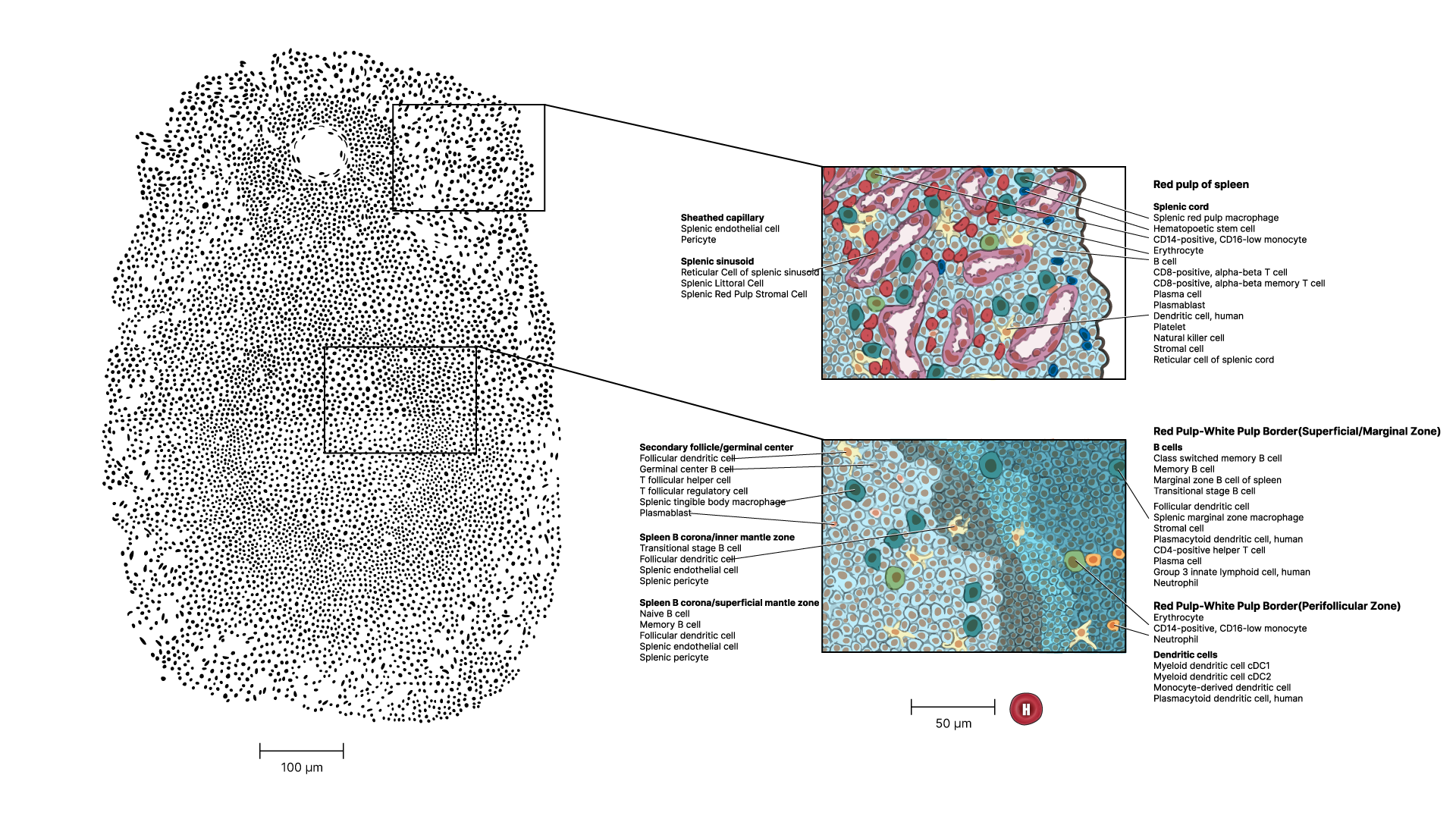 Depiction of follicular dendritic cell