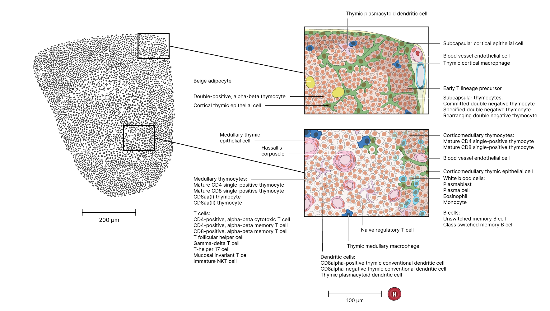 Depiction of double-positive, alpha-beta thymocyte